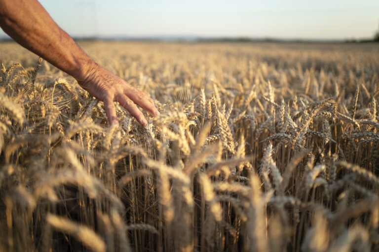 Balanço Safra 2024/2025: A Conservação do Solo Como Estratégia para a Produtividade e Segurança no Agronegócio 